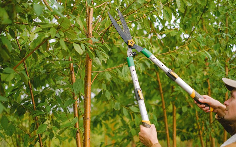 Tree trimming in Nathrop, CO